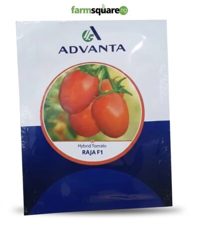 Raja F1 Hybrid Tomato Seeds