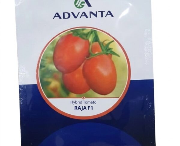 Raja F1 Hybrid Tomato Seeds