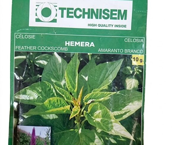 Technisem Hemera Amaranthus Seeds