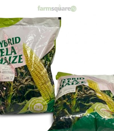 Tela Sammaz Maize Seeds